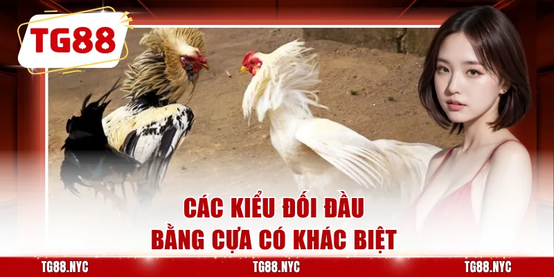 Các kiểu đối đầu bằng cựa có khác biệt