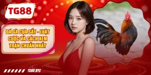 Đá Gà Cựa Sắt - Luật Cược Và Cách Xem Trận Chuẩn Nhất