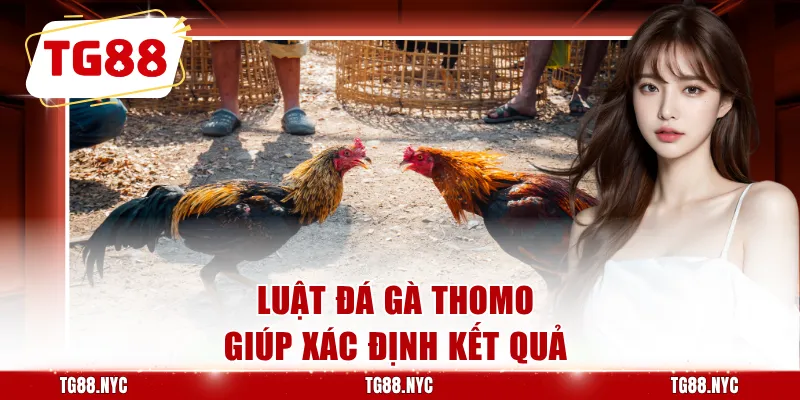 Luật đá gà Thomo giúp xác định kết quả