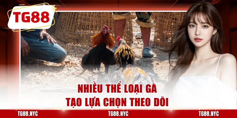 Nhiều thể loại gà tạo lựa chọn theo dõi